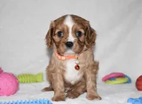 Piper, a male Cavalier King Charles Spaniel for sale in Middlebury, IN – Photo 7 of 8