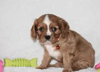 Piper, a male Cavalier King Charles Spaniel for sale in Middlebury, IN – Photo 6 of 8