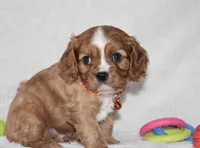 Piper, a male Cavalier King Charles Spaniel for sale in Middlebury, IN – Photo 5 of 8