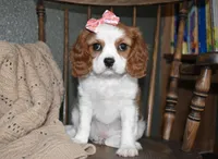 Queenie , a female Cavalier King Charles Spaniel for sale in Middlebury, IN – Photo 3 of 10