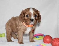 Piper, a male Cavalier King Charles Spaniel for sale in Middlebury, IN – Photo 3 of 8