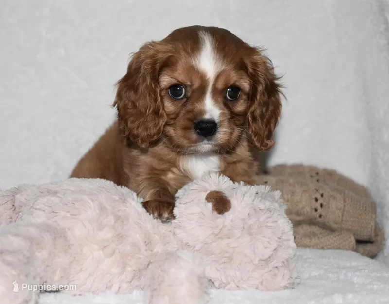 Piper – Cavalier King Charles Spaniel puppy for sale in Middlebury, IN