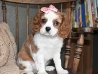 Queenie , a female Cavalier King Charles Spaniel for sale in Middlebury, IN – Photo 5 of 10