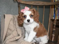 Queenie , a female Cavalier King Charles Spaniel for sale in Middlebury, IN – Photo 6 of 10
