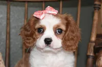 Queenie , a female Cavalier King Charles Spaniel for sale in Middlebury, IN – Photo 8 of 10