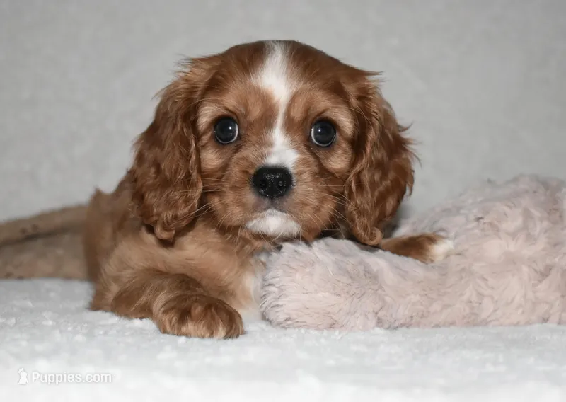 Piper – Cavalier King Charles Spaniel puppy for sale in Middlebury, IN