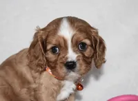 Piper, a male Cavalier King Charles Spaniel for sale in Middlebury, IN – Photo 8 of 8