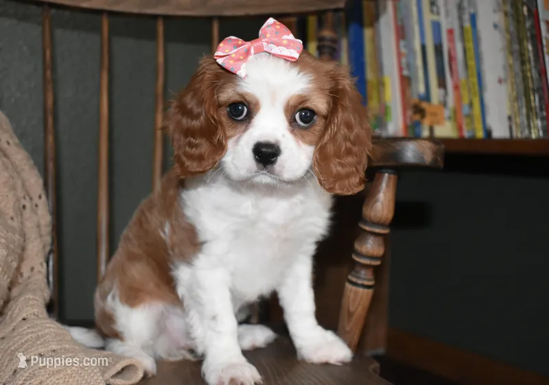 Queenie  – Cavalier King Charles Spaniel puppy for sale in Middlebury, IN