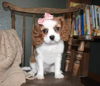 Queenie , a female Cavalier King Charles Spaniel for sale in Middlebury, IN – Photo 2 of 10