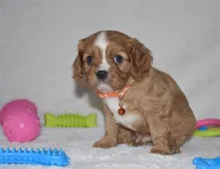 Piper, a male Cavalier King Charles Spaniel for sale in Middlebury, IN – Photo 1 of 8