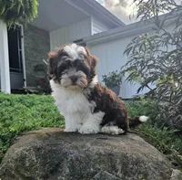 Luka, a male Havapoo for sale in Middlebury, IN – 7 of 8