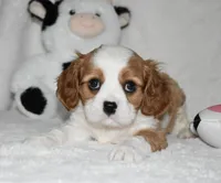 Ulysses , a male Cavalier King Charles Spaniel for sale in Middlebury, IN – 8 of 8