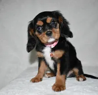 Tara, a female Cavalier King Charles Spaniel for sale in Middlebury, IN – 2 of 10
