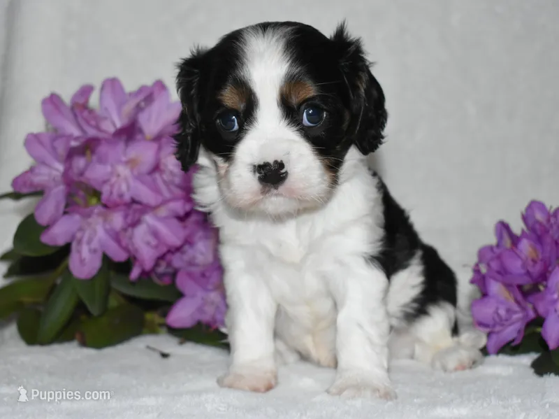 Snoopy – Cavalier King Charles Spaniel puppy for sale in Middlebury, IN