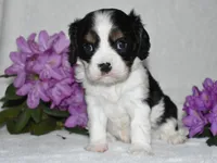 Snoopy, a male Cavalier King Charles Spaniel for sale in Middlebury, IN – 1 of 10