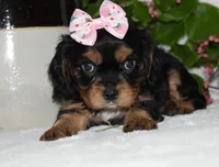 Tessa, a female Cavalier King Charles Spaniel for sale in Middlebury, IN – 7 of 10