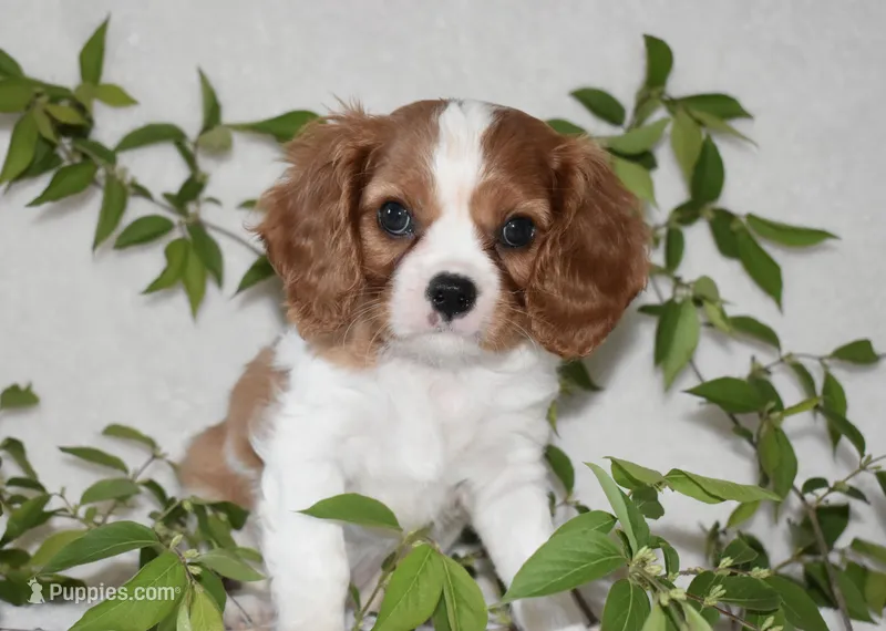 Romeo – Cavalier King Charles Spaniel puppy for sale in Middlebury, IN