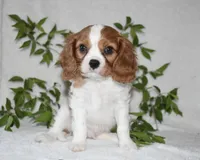 Romeo, a male Cavalier King Charles Spaniel for sale in Middlebury, IN – 5 of 7