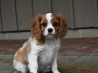 Romeo, a male Cavalier King Charles Spaniel for sale in Middlebury, IN – 5 of 10
