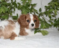 Romeo, a male Cavalier King Charles Spaniel for sale in Middlebury, IN – 6 of 7