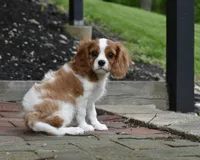 Romeo, a male Cavalier King Charles Spaniel for sale in Middlebury, IN – 7 of 10