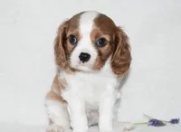 Romeo, a male Cavalier King Charles Spaniel for sale in Middlebury, IN – Photo 4 of 8