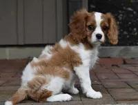 Romeo, a male Cavalier King Charles Spaniel for sale in Middlebury, IN – 2 of 10