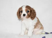 Romeo, a male Cavalier King Charles Spaniel for sale in Middlebury, IN – Photo 2 of 8