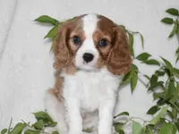 Romeo, a male Cavalier King Charles Spaniel for sale in Middlebury, IN – 3 of 7