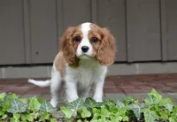 Romeo, a male Cavalier King Charles Spaniel for sale in Middlebury, IN – 9 of 10