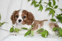 Romeo, a male Cavalier King Charles Spaniel for sale in Middlebury, IN – 7 of 7