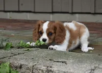 Romeo, a male Cavalier King Charles Spaniel for sale in Middlebury, IN – 10 of 10
