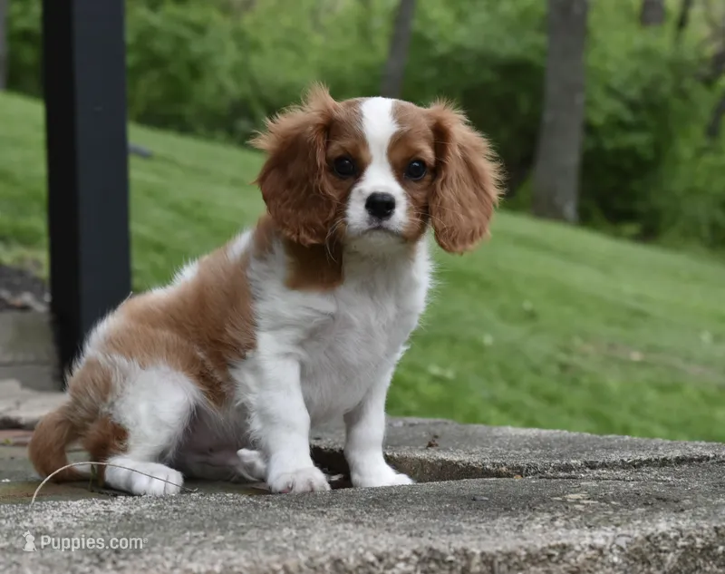 Romeo – Cavalier King Charles Spaniel puppy for sale in Middlebury, IN
