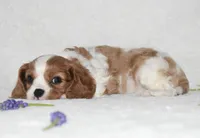 Romeo, a male Cavalier King Charles Spaniel for sale in Middlebury, IN – Photo 5 of 8