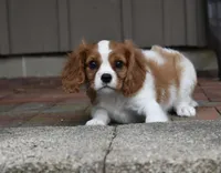 Romeo, a male Cavalier King Charles Spaniel for sale in Middlebury, IN – 8 of 10