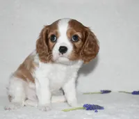 Romeo, a male Cavalier King Charles Spaniel for sale in Middlebury, IN – Photo 6 of 8