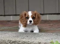 Romeo, a male Cavalier King Charles Spaniel for sale in Middlebury, IN – 4 of 10