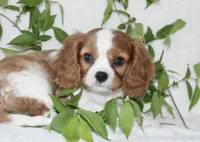 Romeo, a male Cavalier King Charles Spaniel for sale in Middlebury, IN – 4 of 7
