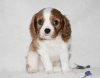 Romeo, a male Cavalier King Charles Spaniel for sale in Middlebury, IN – Photo 3 of 8