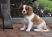 Romeo, a male Cavalier King Charles Spaniel for sale in Middlebury, IN – 3 of 10