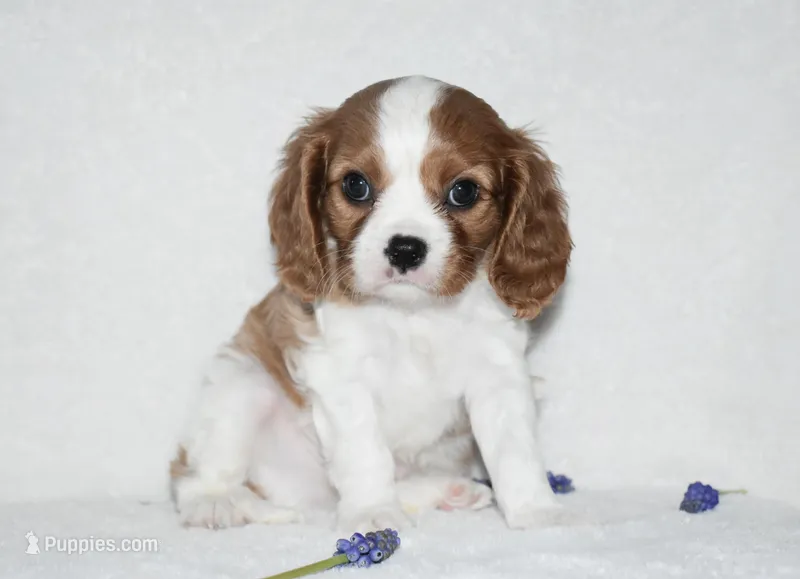 Romeo – Cavalier King Charles Spaniel puppy for sale in Middlebury, IN