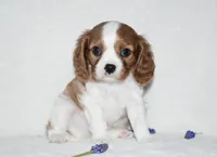 Romeo, a male Cavalier King Charles Spaniel for sale in Middlebury, IN – Photo 1 of 8