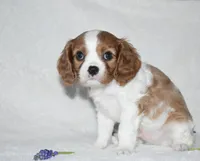 Romeo, a male Cavalier King Charles Spaniel for sale in Middlebury, IN – Photo 7 of 8
