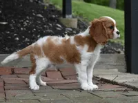 Romeo, a male Cavalier King Charles Spaniel for sale in Middlebury, IN – 6 of 10