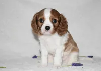 Romeo, a male Cavalier King Charles Spaniel for sale in Middlebury, IN – Photo 8 of 8