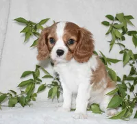 Romeo, a male Cavalier King Charles Spaniel for sale in Middlebury, IN – 2 of 7