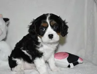 Ugo , a male Cavalier King Charles Spaniel for sale in Middlebury, IN – 7 of 8