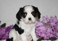Sammy, a male Cavalier King Charles Spaniel for sale in Middlebury, IN – 7 of 8