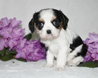 Sammy, a male Cavalier King Charles Spaniel for sale in Middlebury, IN – 3 of 8