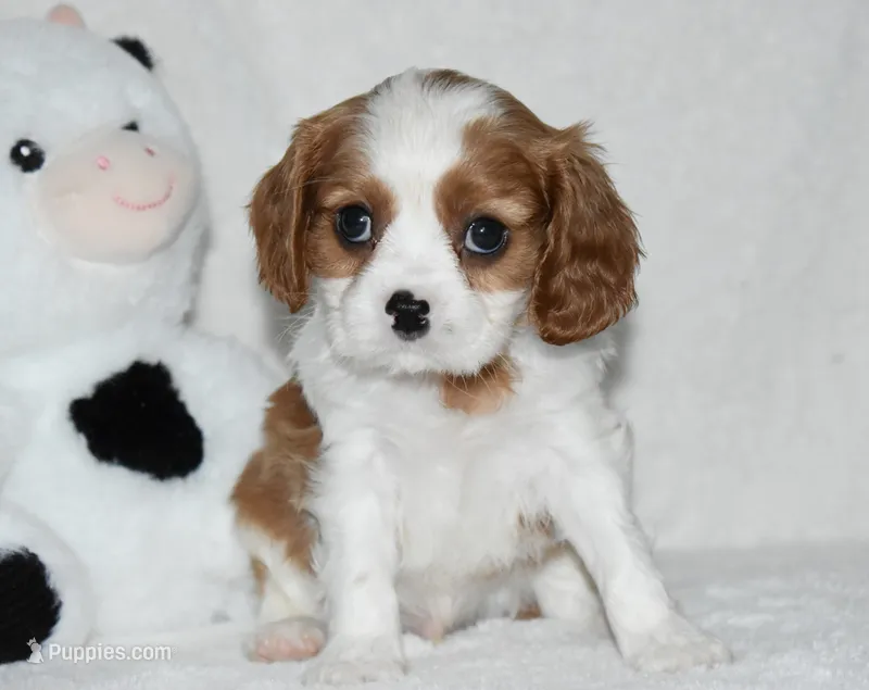 Upton – Cavalier King Charles Spaniel puppy for sale in Middlebury, IN